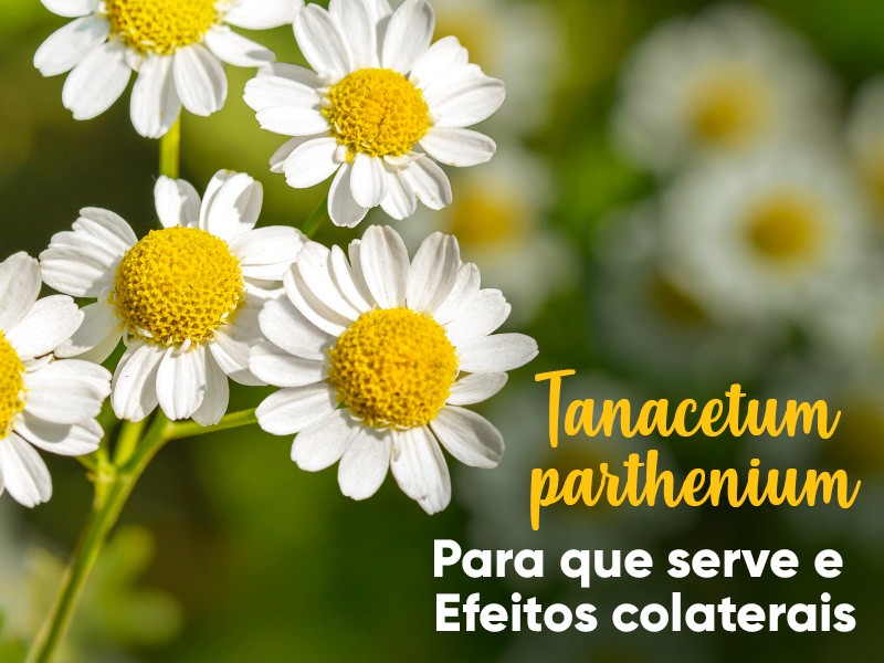 Tanacetum parthenium: para que serve e efeitos colaterais